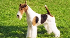 Калај фоџа (слика): пријателски миленичиња и вистински ловец